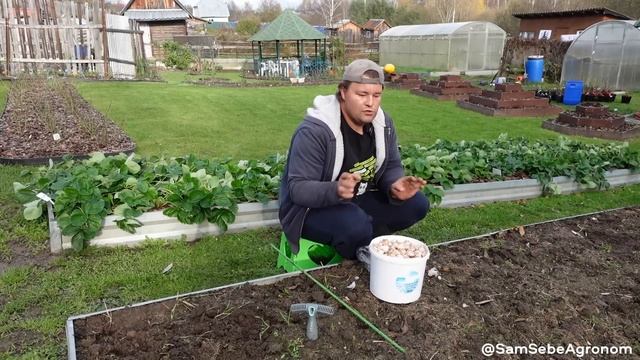 ПРОСТО - БЕРУ И САЖАЮ и ничем чеснок перед посадкой не ? смотреть онлайн