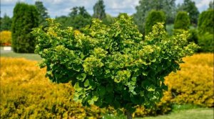 Природное чудо в вашем саду: выращивание гинкго билоб?