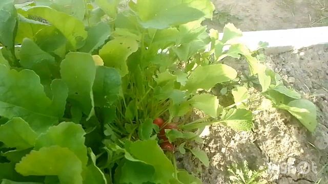 НОВЫЙ УРОЖАЙ В СЕНТЯБРЕ!!!!🙂🙃🍁🥬🍀