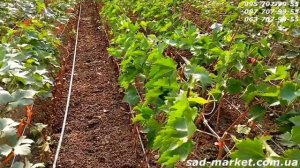 Саженцы винограда Аватар, Хеллоуин, Ламборджини 2024-2025