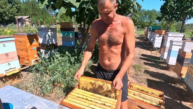 Спонтанное двухматочное содержание пчёл в многокорпу смотреть онлайн