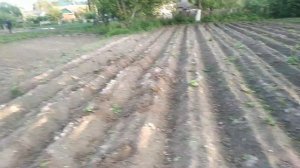 Посадка картофеля в гребни и ровно: разница в сорняках