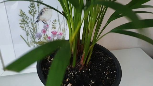 Пальма Арека Дипсис смотреть онлайн