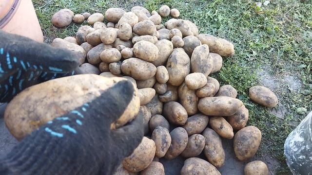 Картофель Сынок(Богатырь) 1кг.было собрано 2,5 вёдра нового урожая 2025 года. смотреть онлайн