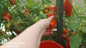 ТОМАТ СОРТ ДРОВА Лучшие низкорослые сорта томатов! Вк?