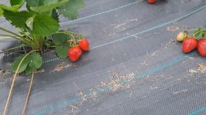 Розария-клубника раннего срока плодоношения (Немецки?