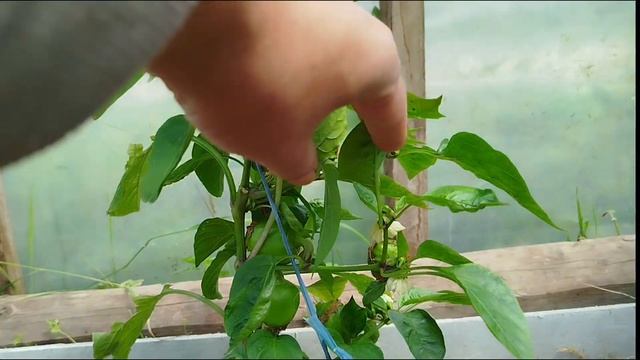 Месяц без полива: что выжило в теплице?