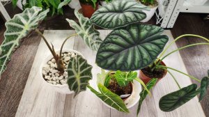 АЛОКАЗИЯ спасение чахлой аллоказии, правильный грунт, особенности ухода