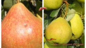 Груша плодовая Память Яковлева-Августовская роса 🌿 о