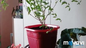 КОМНАТНЫЕ РАСТЕНИЯ  Обзор моих комнатных растений. Ап?