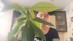 Авокадо, как растет дома часть 5