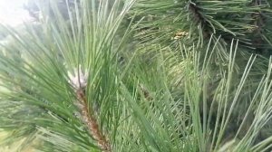 Сосна крымская или Сосна Палласа (Pinus nigra subsp. pallasiana)