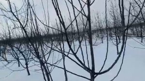 Дерево подвойа ММ 106 на 5 год