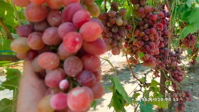 Виноград Фаэтон Писанка О.М. смотреть онлайн