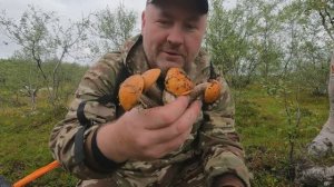 ТОННЫ ГРИБОВ в тундре. РАЗВЕДАЛ новое озеро.