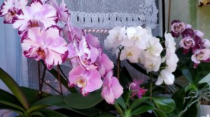 Запоздалое видео. Домашние цветение орхидей. Орхидеи Бабочки и другие фаленопсисы.