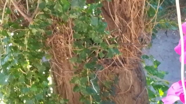 А кто там на дереве прячется??💋🙀