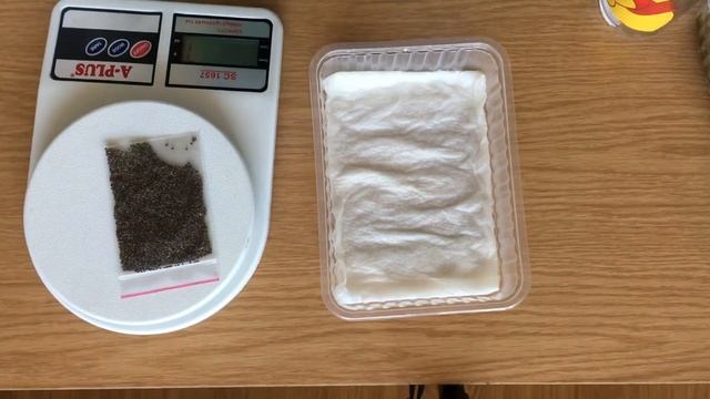 Жизнь 50+: Мой эксперимент - микрозелень на окне. Часть 1. смотреть онлайн