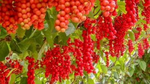 Лимонник китайский