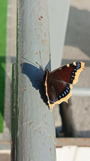 Бабочка 🦋