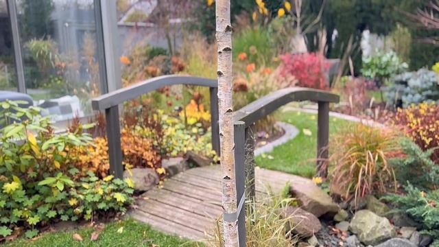 ☘️Прогулка по саду #15☘️Ноябрь 2024 ☘️Что будет с газо