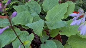 Хосты с необычным цветом листа Очень красиво #hosta #2024 #ga