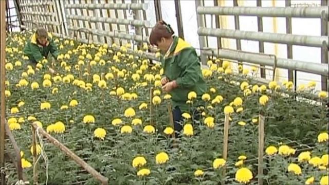 Выращивание Хризантем в теплице как бизнес идея смотреть онлайн