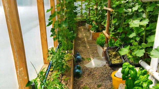 КАК ДОЛЖНО РАБОТАТЬ ПРОВЕТРИВАНИЕ В ТЕПЛИЦЕ!!!!