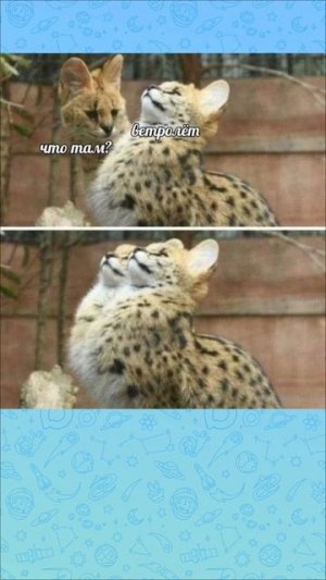 Мемы как мемы