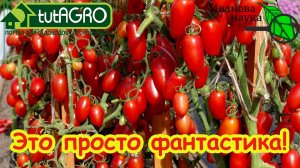 ВЫ НИКОГДА НЕ ЕЛИ ТАКИЕ ТОМАТЫ!!! С этими томатами вы поймете, что такое настоящий вкусный помидор!