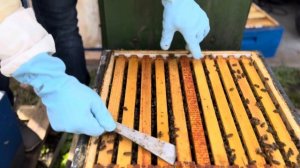 Делаем пчелиный отводок весной. Самый простой способ.