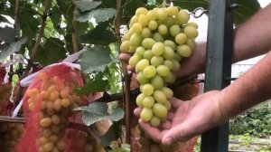 Особенности сорта винограда Флора (Лора)