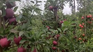 Яблоня Джеромини