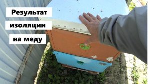 Результат ограничения матки на меду в 25 году.