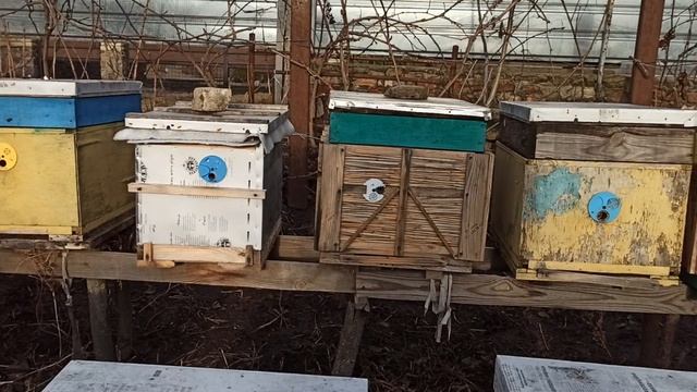 Зимний облет пчел как повлияет на зимний клуб пчел?