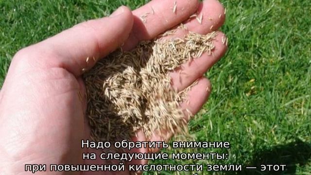 Как сеять газонную траву своими руками