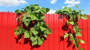 Сентябрьские зарисовки