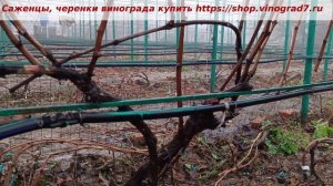 Высокоштамбовый кордон, осенняя обрезка виноградного