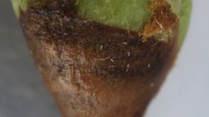 Обработка от грушевого галлового клеща весной