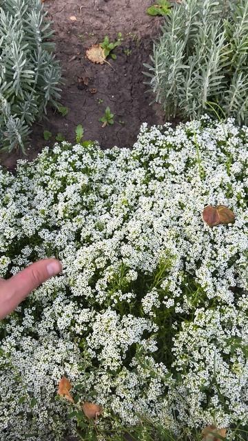 Алиссиум зацвёл в саду 🥰 смотреть онлайн