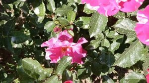 Роза Камиль Писсаро.