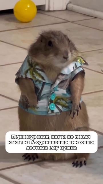 Первокурсник, когда не понял какая из четырех одинаковых винтовых лестниц нужна смотреть онлайн