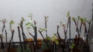 Какие сроки посадки саженцев винограда весной. Виды с?