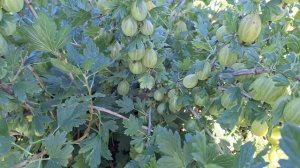 О крыжовнике сорт  Орфей