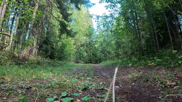 Лесная беседа смотреть онлайн