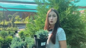 Блю Стар можжевельник