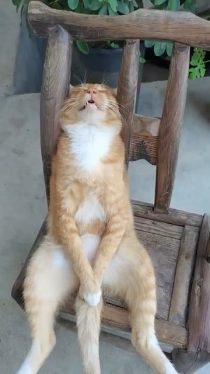 Не сплю, не сплю! 😺