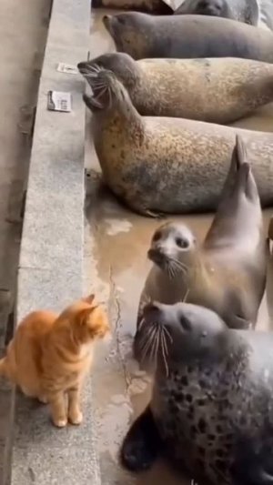 Ну ты и тюлень!