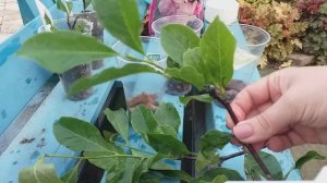 Черенкуем крупноцветковую магнолию "Рики" и Суланджи "