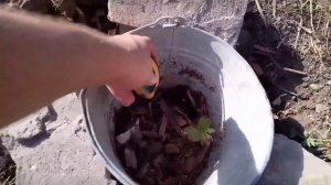 Поливаю землю уксусом, пересаживаю голубику с озона, к